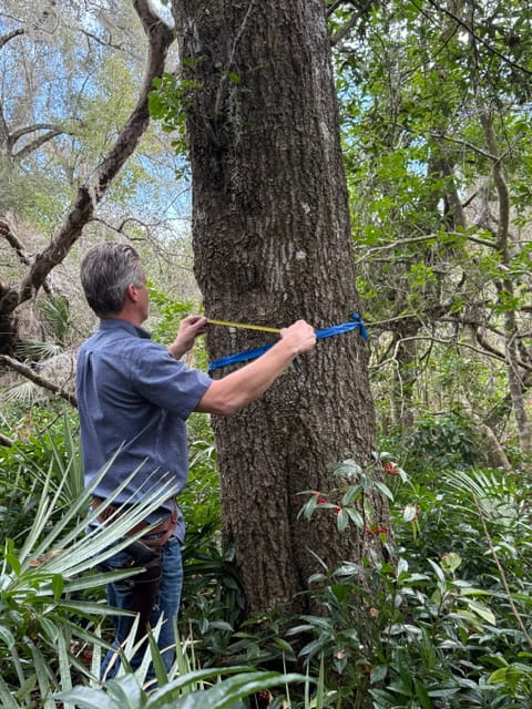 Professional Arborist Services