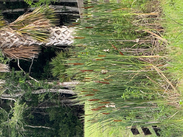Why Wetland Delineation Matters