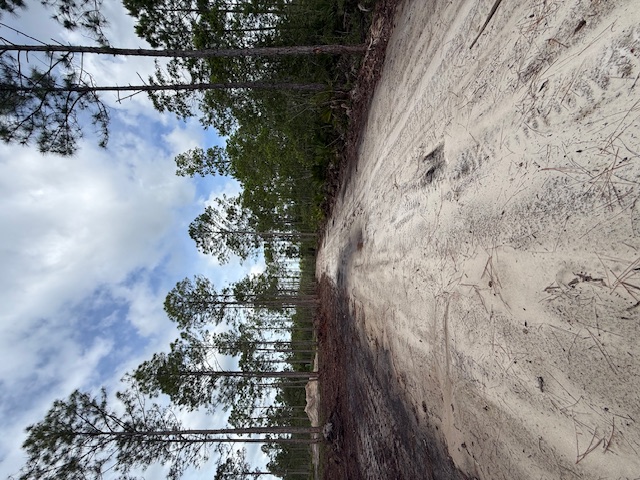 Wetland Delineation and Environmental Evaluation